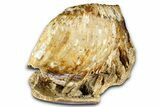 Fossil Woolly Mammoth Partial Lower Jaw with M - North Sea #370405-2